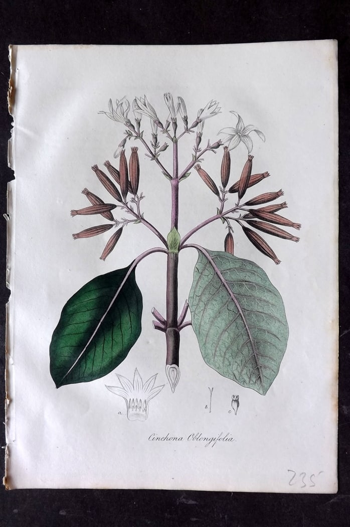 Woodville, William 1832 Hand Col Botanical Print. Cinchona Oblongifolia: Hand Colored Etching Published 1832, London for "Medical Botany" Third Edition by William Woodville. Paper Size: 10 x 7.5 inch (25 x 19cm) Good Condition