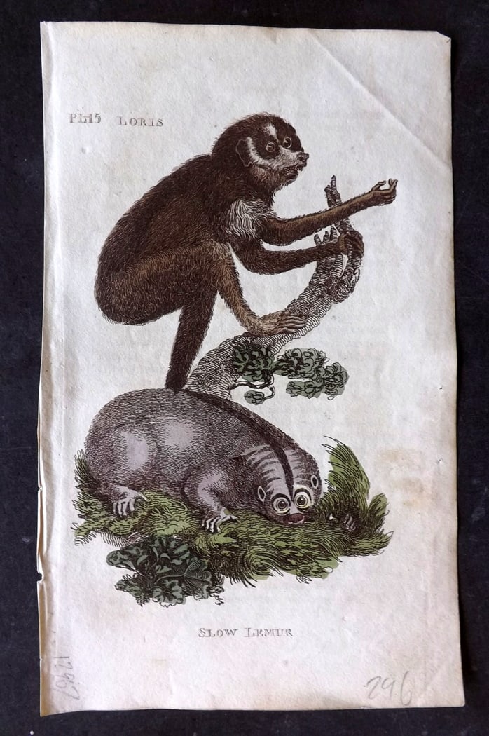 Brightly (Pub) 1811 Hand Col Print. Loris, Slow Lemur: Hand Colored Copper Plate Published 1811 by Brightly & Co, Bungay for "The Natural History of Quadrupeds and Cetaceous Animals" Various Authors - Many images taken from George Shaw's "General Zoology"