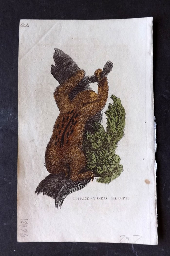 Brightly (Pub) 1811 Hand Col Print. Three Toed Sloth (1 of 1)