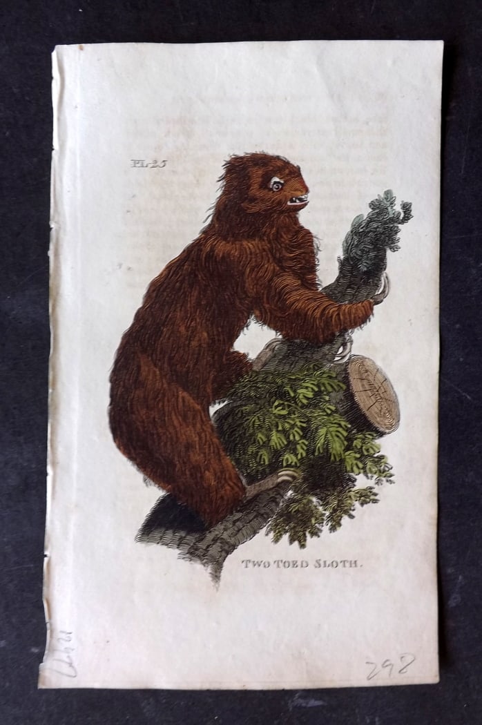 Brightly (Pub) 1811 Hand Col Print. Two Toed Sloth: Hand Colored Copper Plate Published 1811 by Brightly & Co, Bungay for "The Natural History of Quadrupeds and Cetaceous Animals" Various Authors - Many images taken from George Shaw's "General Zoology"