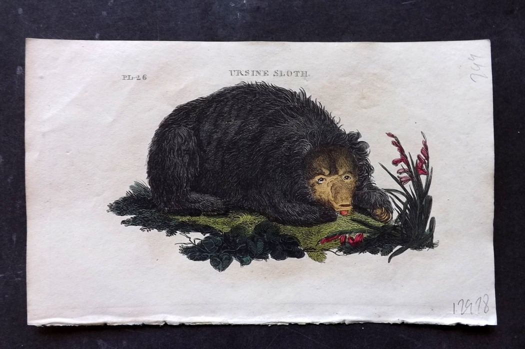 Brightly (Pub) 1811 Hand Col Print. Ursine Sloth: Hand Colored Copper Plate Published 1811 by Brightly & Co, Bungay for "The Natural History of Quadrupeds and Cetaceous Animals" Various Authors - Many images taken from George Shaw's "General Zoology"