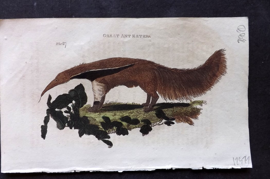 Brightly (Pub) 1811 Hand Col Print. Great Ant Eater: Hand Colored Copper Plate Published 1811 by Brightly & Co, Bungay for "The Natural History of Quadrupeds and Cetaceous Animals" Various Authors - Many images taken from George Shaw's "General Zoology"