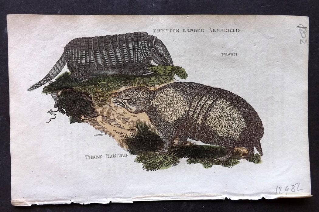 Brightly (Pub) 1811 Hand Col Print. Eighteen & Three Banded Armadillo (1 of 1)