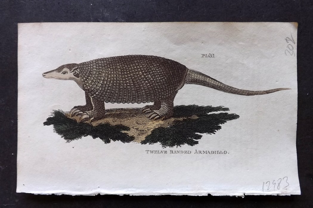 Brightly (Pub) 1811 Hand Col Print. Twelve Banded Armadillo (1 of 1)