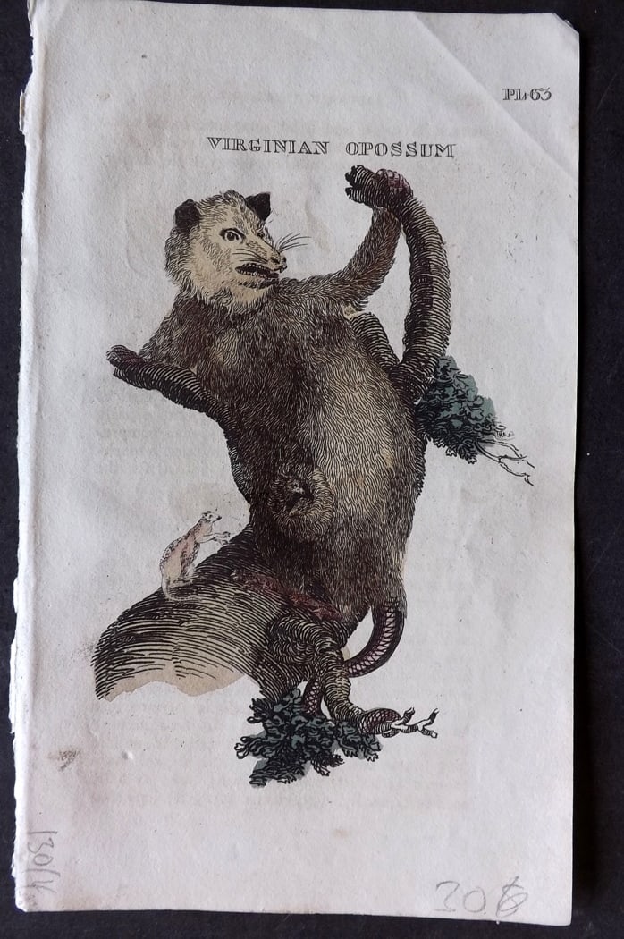 Brightly (Pub) 1811 Hand Col Print. Virginian Opossum: Hand Colored Copper Plate Published 1811 by Brightly & Co, Bungay for "The Natural History of Quadrupeds and Cetaceous Animals" Various Authors - Many images taken from George Shaw's "General Zoology"