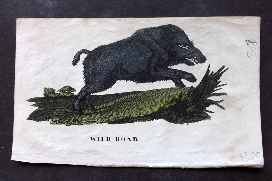 Brightly (Pub) 1811 Hand Col Print. Wild Boar (1 of 1)
