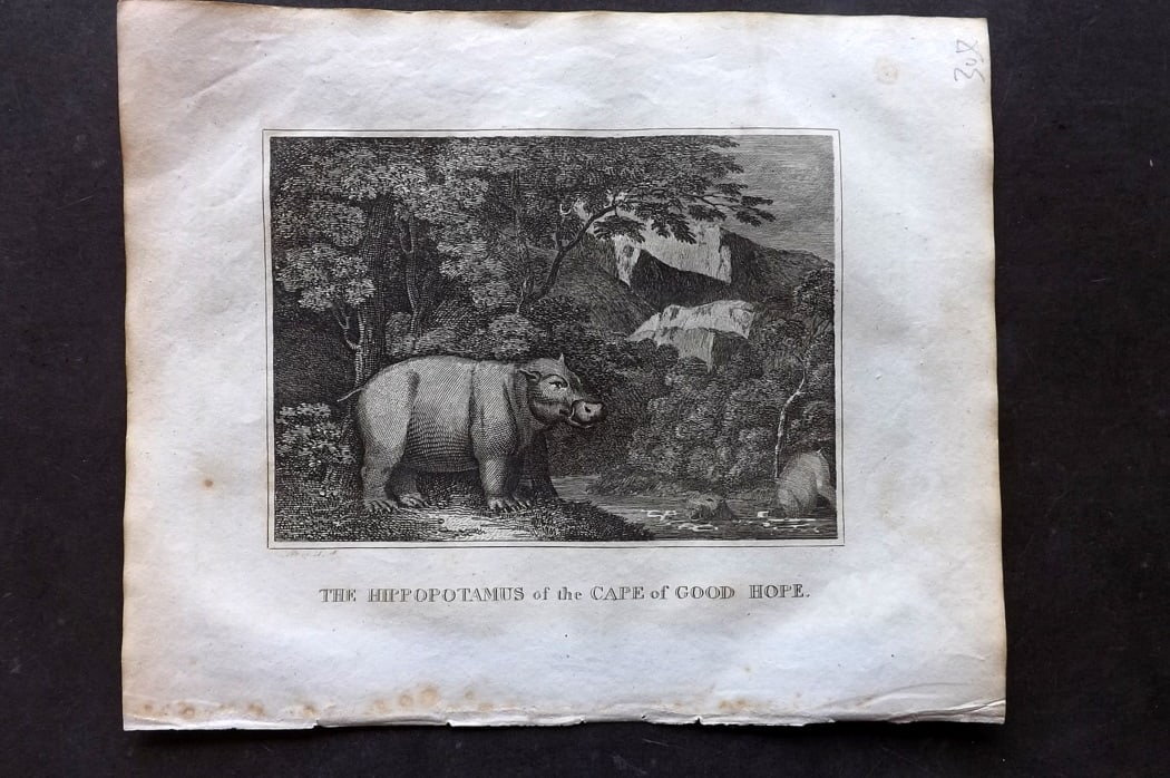 Barclay, James 1812 Antique Print. Hippopotamus of the Cape of Good Hope (1 of 1)