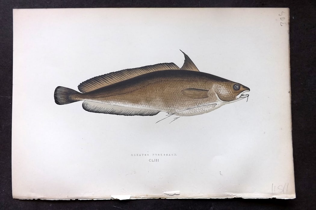 Couch, Jonathan 1878 Antique Fish Print. Greater Forkbeard 153: Colour Printed Woodblock Published 1877-78, London for "A History of the Fishes of the British Islands" by Jonathan Couch. Paper Size: 10 x 6.5 inch (25 x 17cm) Good Condition