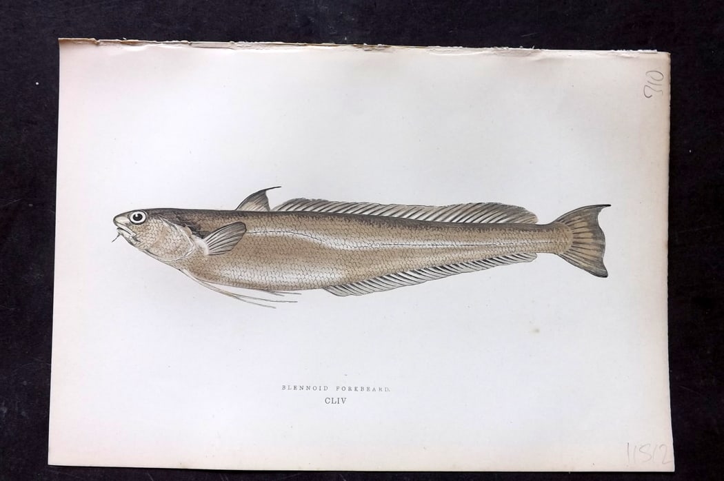 Couch, Jonathan 1878 Antique Fish Print. Blennoid Forkbeard 154: Colour Printed Woodblock Published 1877-78, London for "A History of the Fishes of the British Islands" by Jonathan Couch. Paper Size: 10 x 6.5 inch (25 x 17cm) Good Condition