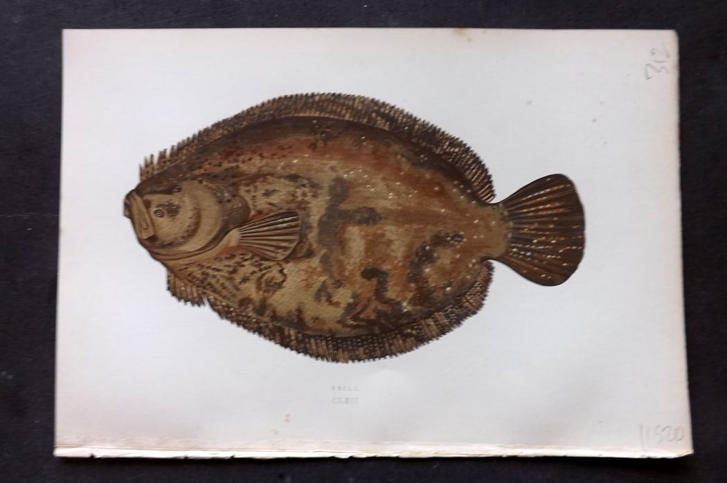 Couch, Jonathan 1878 Antique Fish Print. Brill 162 (1 of 1)