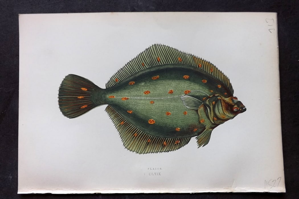 Couch, Jonathan 1878 Antique Fish Print. Plaice 169 (1 of 1)