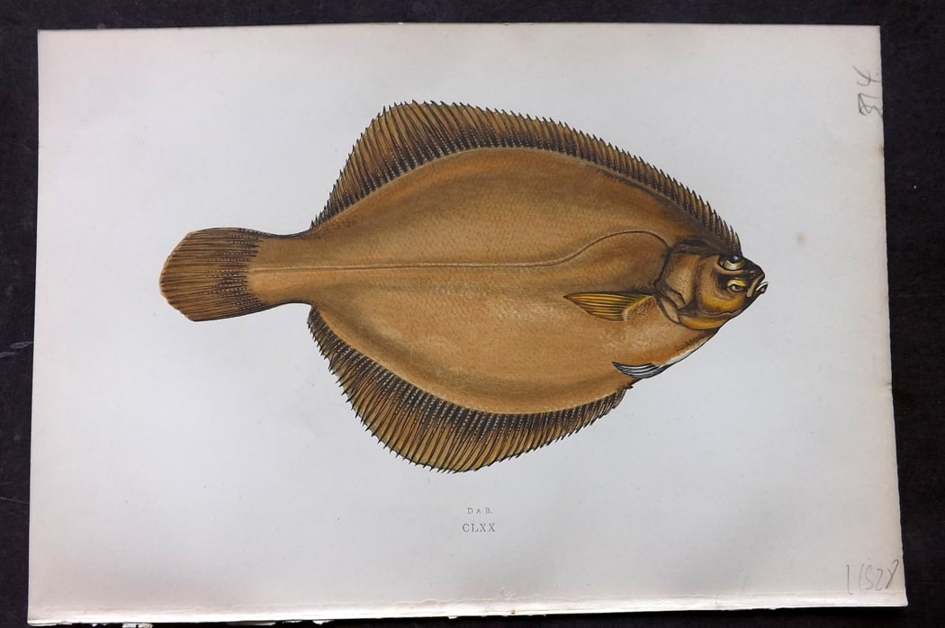 Couch, Jonathan 1878 Antique Fish Print. Dab 170 (1 of 1)