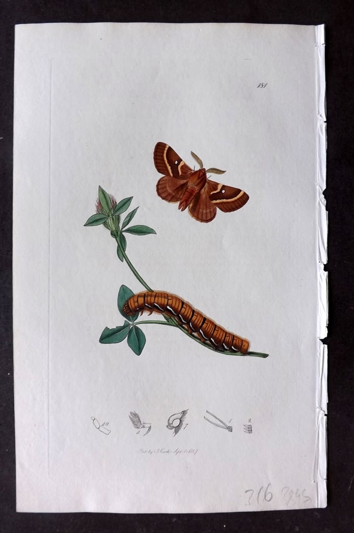 Curtis, William 1827 Hand Col Insect Botanical Print. Medick Eggar 181 (1 of 1)
