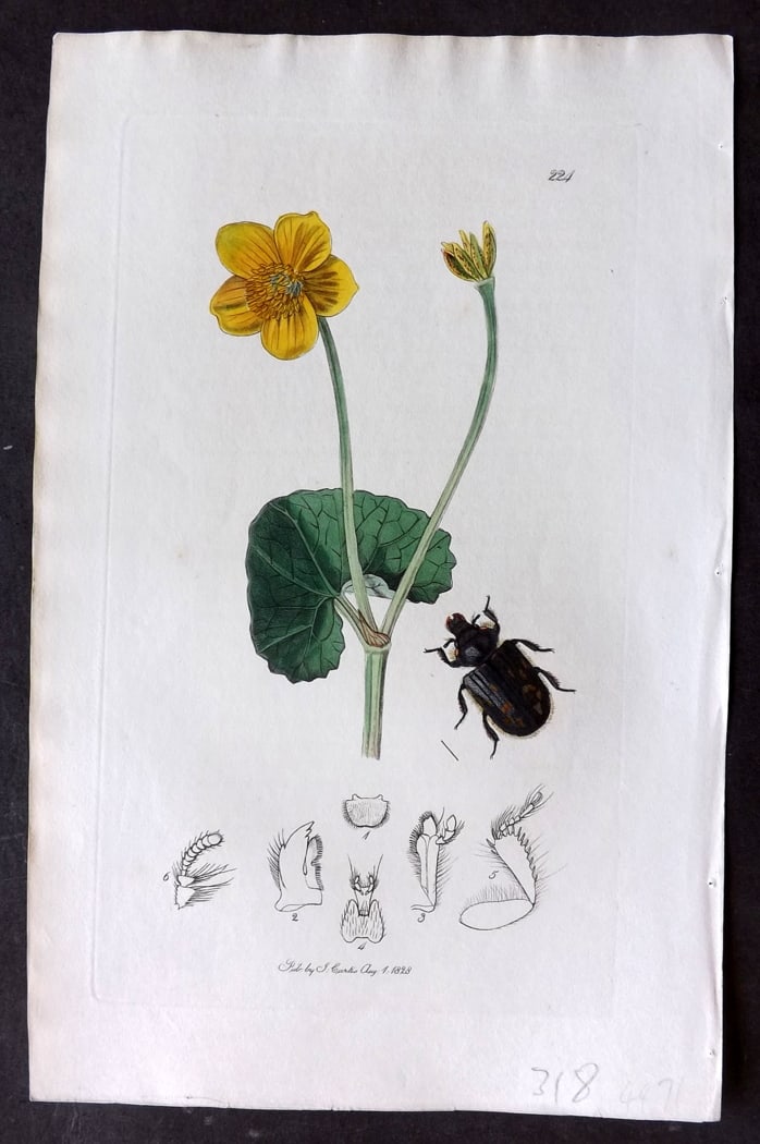 Curtis, William 1827 Hand Col Insect Botanical Print. Heterocerus Obsoletus 224: Hand Colored Etching Published 1823-39, London for "British Entomology: Being Illustrations and Descriptions of the Genera of Insects found in Great Britain and Ireland" First Edition by John Curtis. 