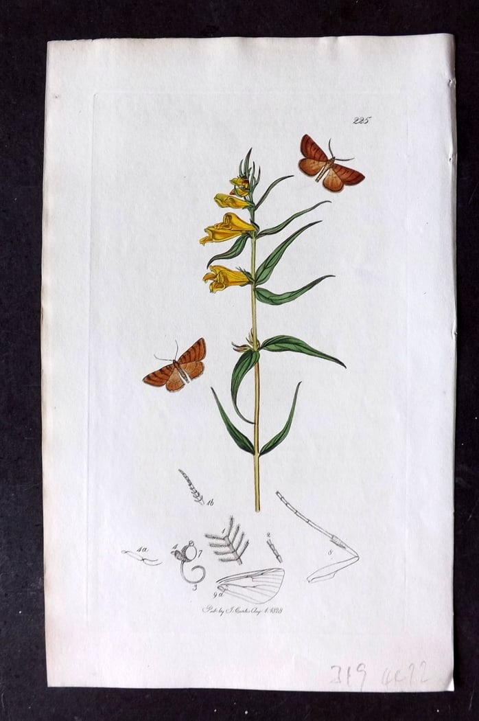 Curtis, William 1827 Hand Col Insect Botanical Print. Rannoch Geometra 225 (1 of 1)
