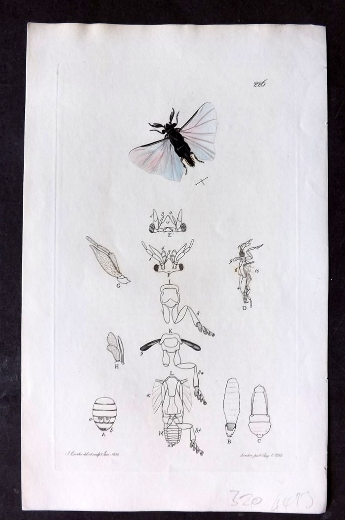 Curtis, William 1827 Hand Col Insect Botanical Print. Odacantha Melanura 227 (1 of 1)