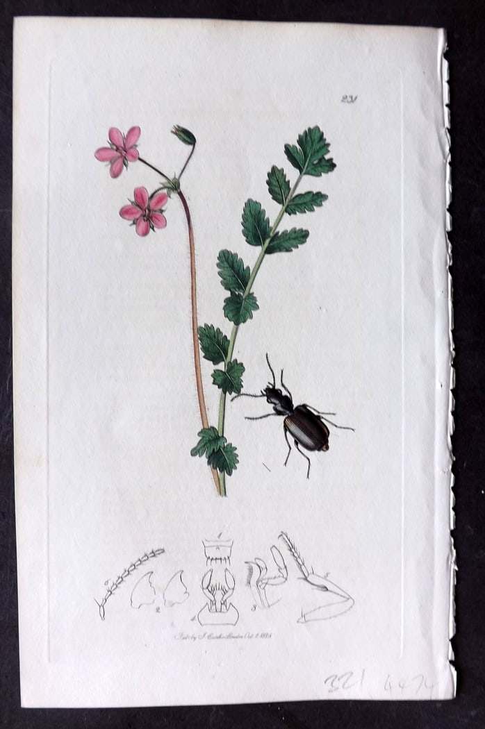 Curtis, William 1827 Hand Col Insect Botanical Print. Dromius Spilotus 231 (1 of 1)