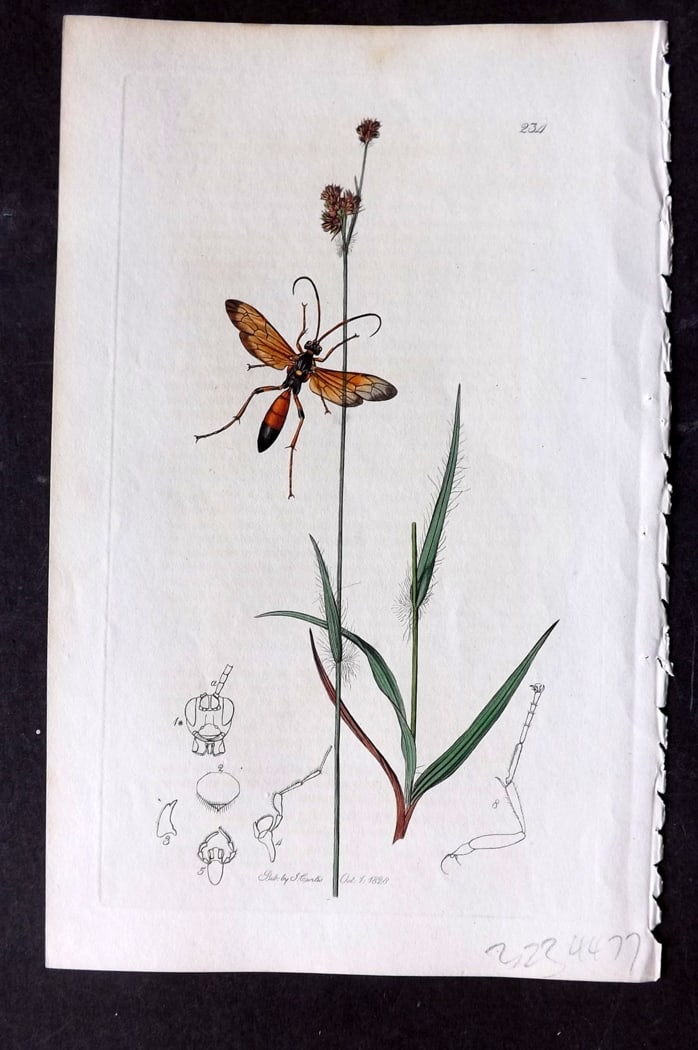 Curtis, William 1828 Hand Col Insect Botanical Print. Ichneumon Atropos 234 (1 of 1)