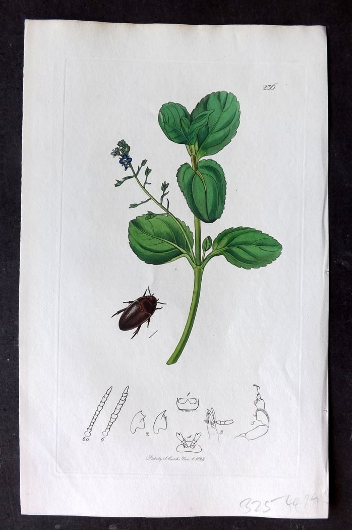 Curtis, William 1828 Hand Col Insect Botanical Print. Noterus Sparus 236: Hand Colored Etching Published 1823-39, London for "British Entomology: Being Illustrations and Descriptions of the Genera of Insects found in Great Britain and Ireland" First Edition by John Curtis. 