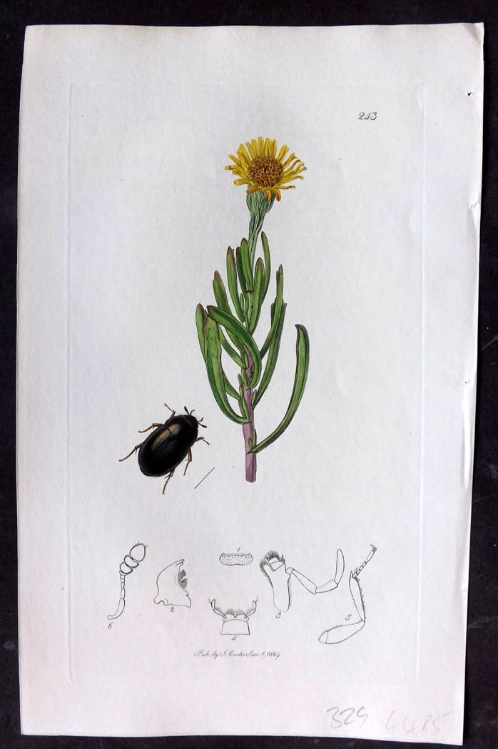 Curtis, William 1828 Hand Col Insect Botanical Print. Hydrobius Chalconotus 243: Hand Colored Etching Published 1823-39, London for "British Entomology: Being Illustrations and Descriptions of the Genera of Insects found in Great Britain and Ireland" First Edition by John Curtis. 