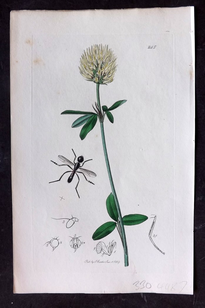 Curtis, William 1828 Hand Col Insect Botanical Print. Sepsis Annulipes 245: Hand Colored Etching Published 1823-39, London for "British Entomology: Being Illustrations and Descriptions of the Genera of Insects found in Great Britain and Ireland" First Edition by John Curtis. 