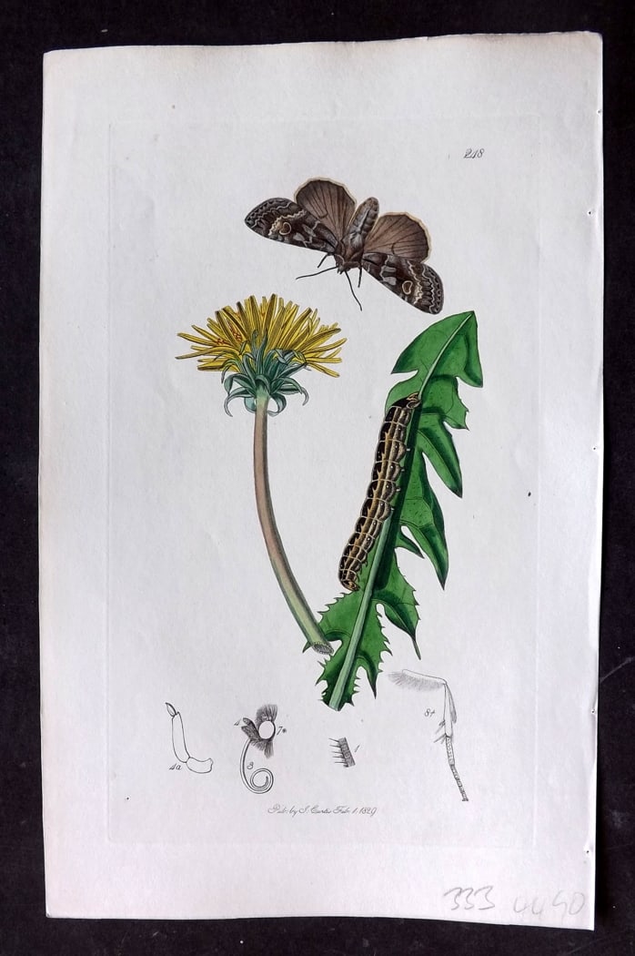 Curtis, William 1828 Hand Col Insect Botanical Print. The Great Bocade 248: Hand Colored Etching Published 1823-39, London for "British Entomology: Being Illustrations and Descriptions of the Genera of Insects found in Great Britain and Ireland" First Edition by John Curtis. 