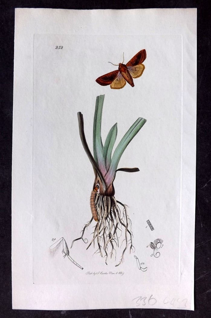 Curtis, William 1828 Hand Col Insect Botanical Print. Rosy Rustic 252: Hand Colored Etching Published 1823-39, London for "British Entomology: Being Illustrations and Descriptions of the Genera of Insects found in Great Britain and Ireland" First Edition by John Curtis. 