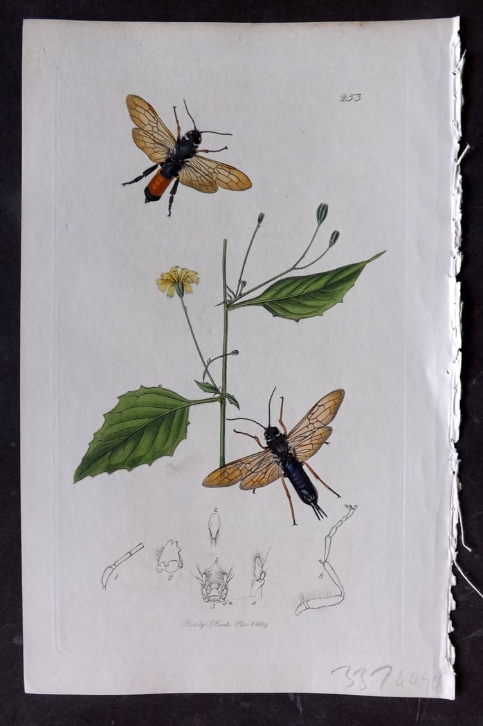 Curtis, William 1828 Hand Col Insect Botanical Print. Sirex Juvencus 253: Hand Colored Etching Published 1823-39, London for "British Entomology: Being Illustrations and Descriptions of the Genera of Insects found in Great Britain and Ireland" First Edition by John Curtis. 