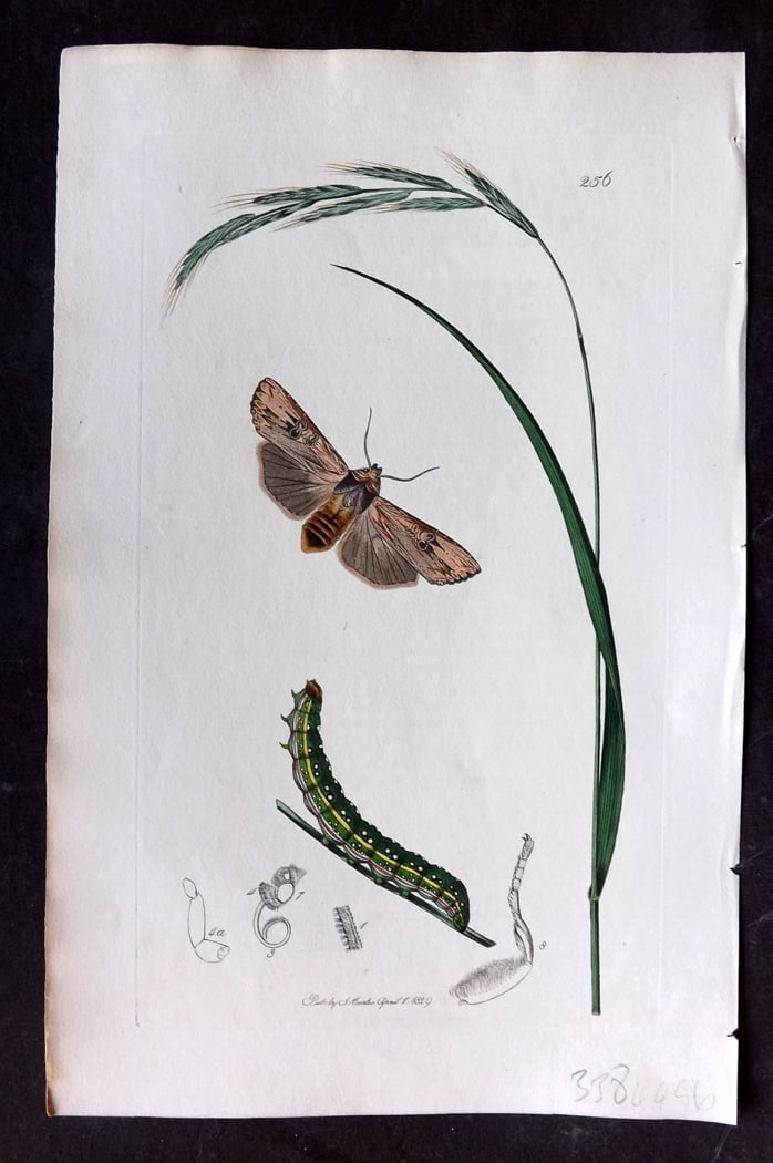Curtis, William 1828 Hand Col Insect Botanical Print. Large Sword Grass Moth 256 (1 of 1)