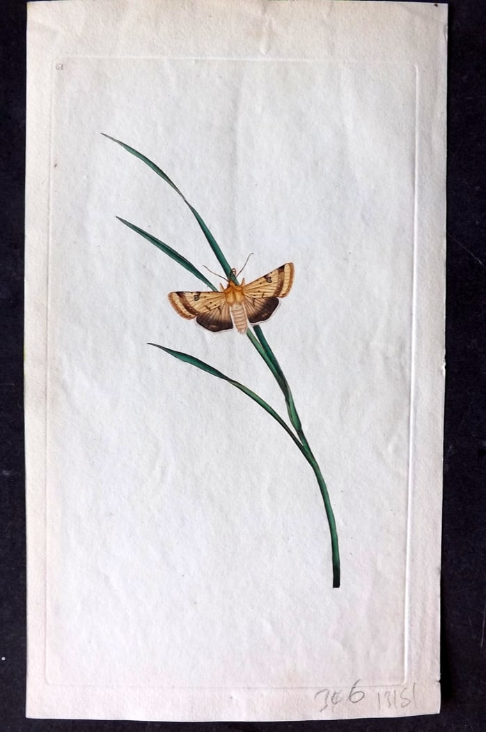 Donovan, Edward C1800 HCol Print. Phalaena Straminea 61: Hand Colored Etching Published 1796-1813, London for "The Natural History of British Insects" by Edward Donovan. With accompanying descriptive text. Paper Size: 9.5 x 6 inch (24 x 15cm) Good Condition
