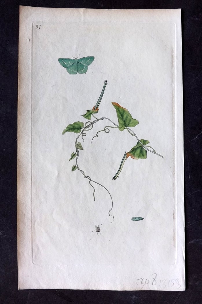 Donovan, Edward C1800 HCol Print. Dartford Emerald Moth 97 (1 of 1)