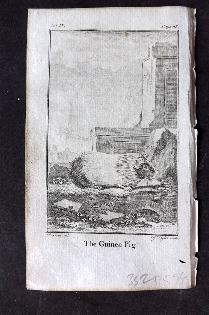 Goldsmith, Oliver 1791 Antique Print. Guinea Pig (1 of 1)