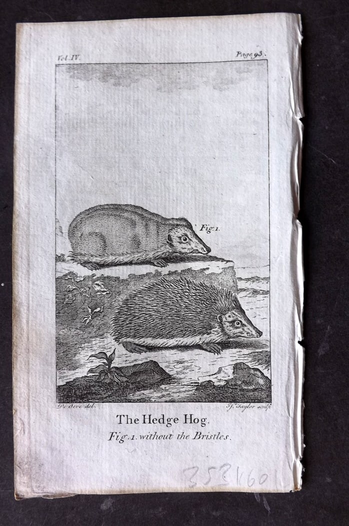Goldsmith, Oliver 1791 Antique Print. Hedgehog: Copper Plate Published 1790-91, London for An History of the Earth and Animated Nature" by Oliver Goldsmith. Paper Size: 7 x 4 inch (18 x 11cm) Good Condition