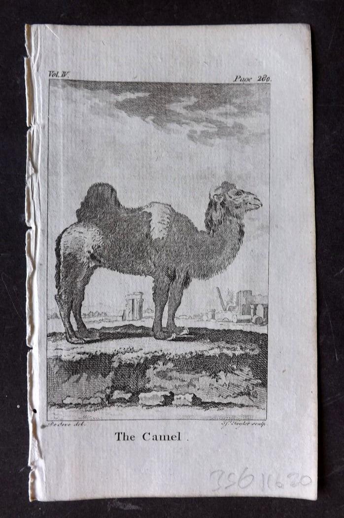 Goldsmith, Oliver 1791 Antique Print. Camel: Copper Plate Published 1790-91, London for An History of the Earth and Animated Nature" by Oliver Goldsmith. Paper Size: 7 x 4 inch (18 x 11cm) Good Condition