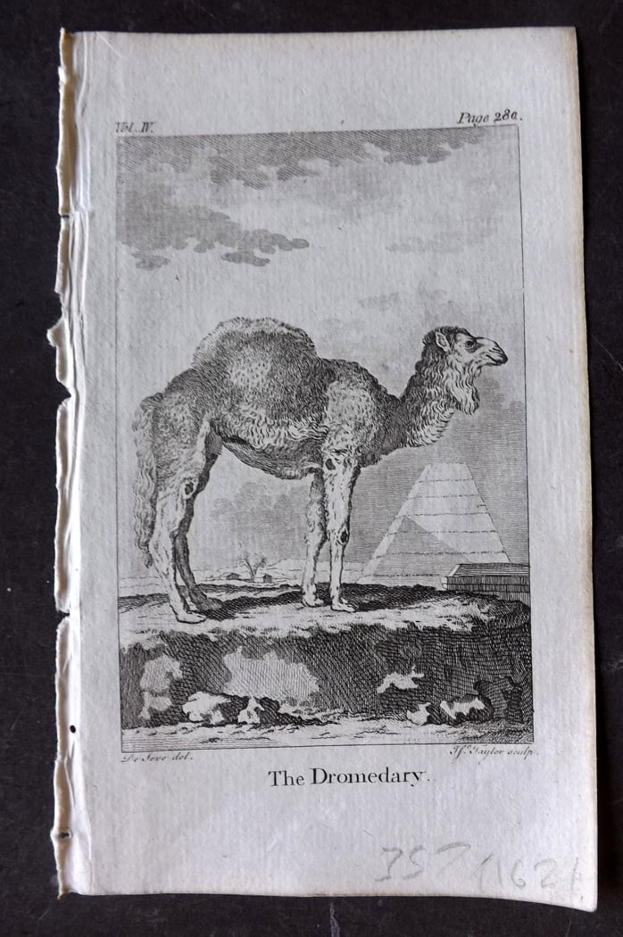 Goldsmith, Oliver 1791 Antique Print. Dromedary: Copper Plate Published 1790-91, London for An History of the Earth and Animated Nature" by Oliver Goldsmith. Paper Size: 7 x 4 inch (18 x 11cm) Good Condition