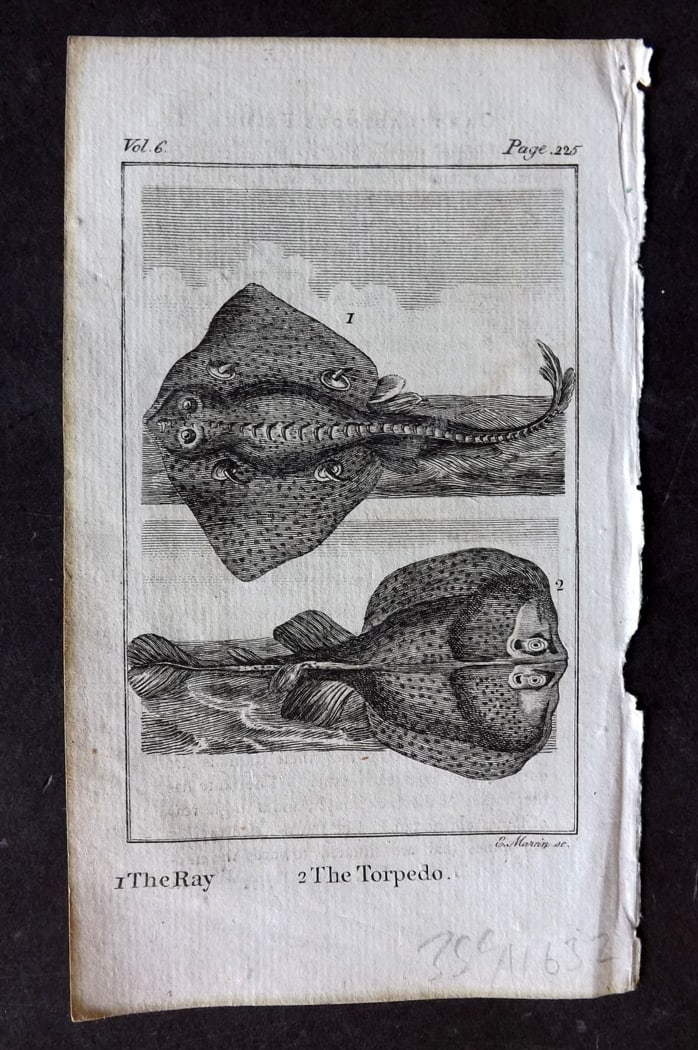 Goldsmith, Oliver 1791 Antique Print. Ray, Torpedo Fish (1 of 1)