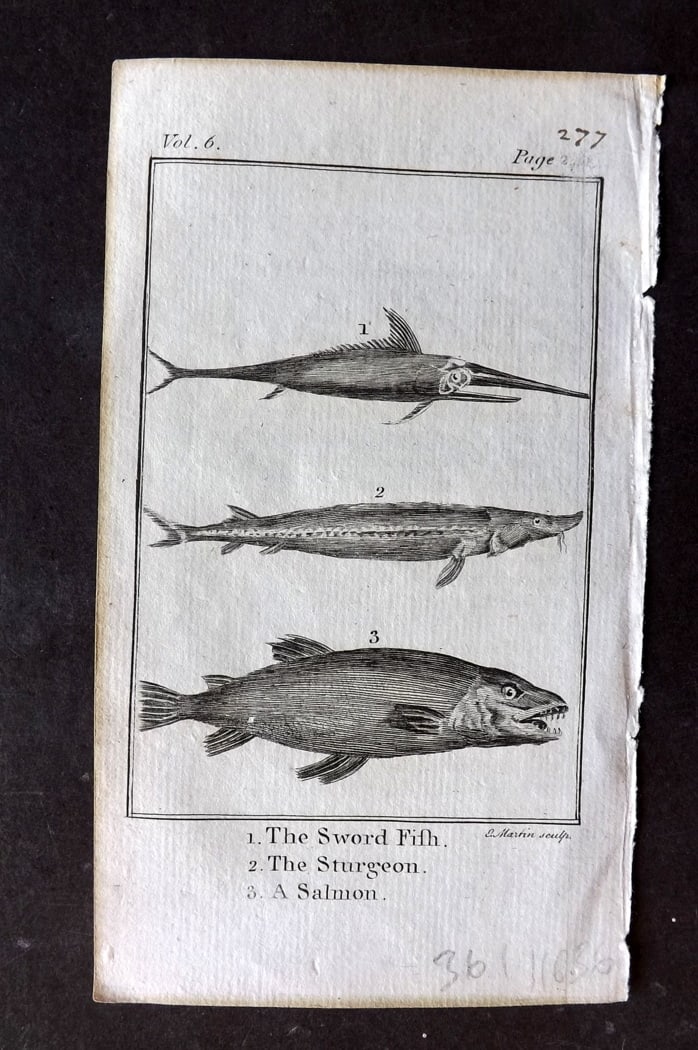 Goldsmith, Oliver 1791 Antique Print. Swordfish, Sturgeon, Salmon: Copper Plate Published 1790-91, London for An History of the Earth and Animated Nature" by Oliver Goldsmith. Paper Size: 7 x 4 inch (18 x 11cm) Good Condition