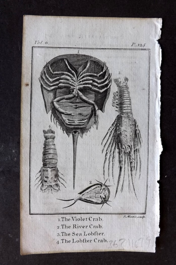 Goldsmith, Oliver 1791 Antique Print. Crabs & Lobster (1 of 1)