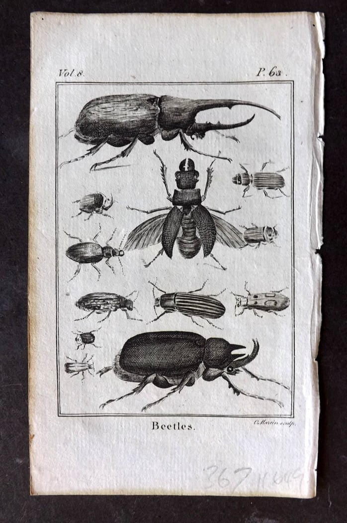 Goldsmith, Oliver 1791 Antique Print. Beetles: Copper Plate Published 1790-91, London for An History of the Earth and Animated Nature" by Oliver Goldsmith. Paper Size: 7 x 4 inch (18 x 11cm) Good Condition