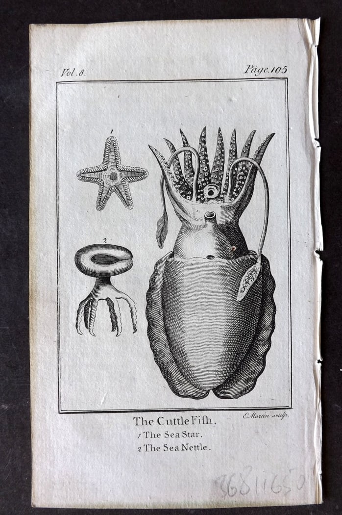 Goldsmith, Oliver 1791 Antique Print. Cuttle Fish (1 of 1)