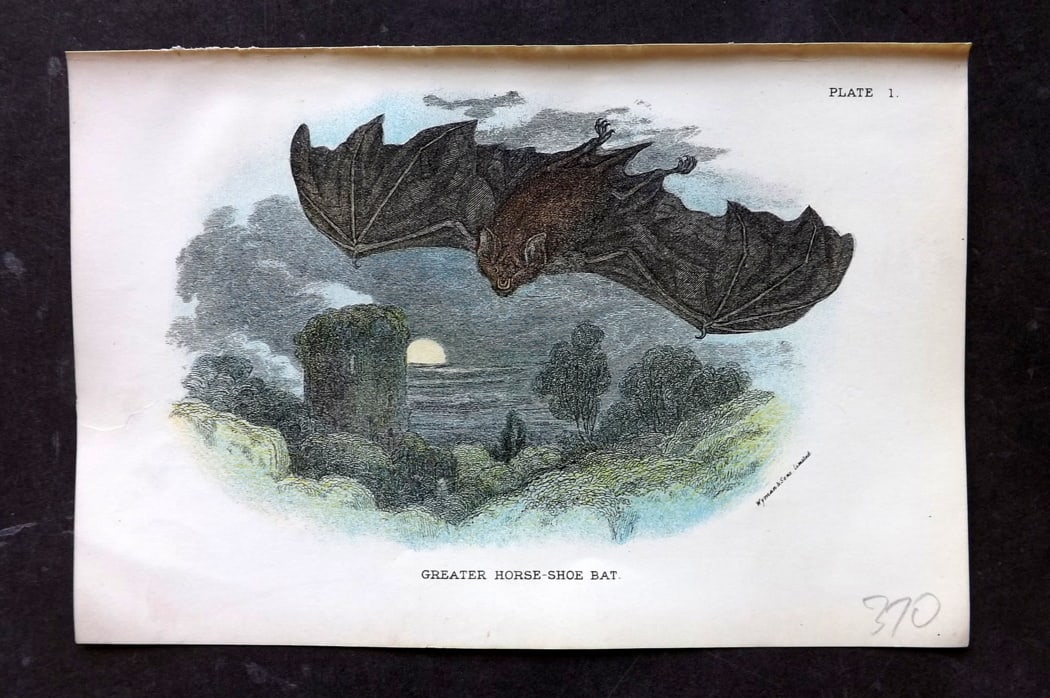 Lloyds's 1897 Antique Print. Greater Horse-Shoe Bat: Chromolithographs Published 1894-97, London for "Lloyds's Natural History..." Edited by R. Bowdler Sharpe, W. F. Kirby, H. O. Forbes, R. Lydekker, and W. R. Olive-Grant. Illustrated after Keulemans, G