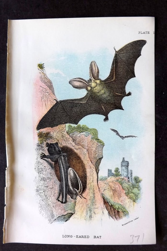 Lloyds's 1897 Antique Print. Long Eared Bat: Chromolithographs Published 1894-97, London for "Lloyds's Natural History..." Edited by R. Bowdler Sharpe, W. F. Kirby, H. O. Forbes, R. Lydekker, and W. R. Olive-Grant. Illustrated after Keulemans, G