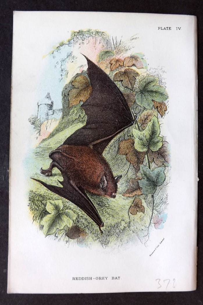Lloyds's 1897 Antique Print. Reddish Grey Bat: Chromolithographs Published 1894-97, London for "Lloyds's Natural History..." Edited by R. Bowdler Sharpe, W. F. Kirby, H. O. Forbes, R. Lydekker, and W. R. Olive-Grant. Illustrated after Keulemans, G