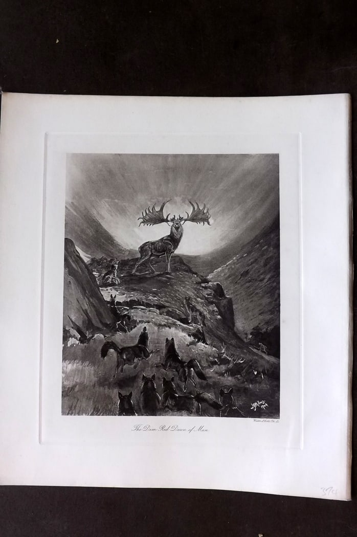 Millais, John 1904 Rare Folio Print. Deer - Dim Red Dawn of Man: Folio Photogravure Published 1904, London for "The Mammals of Great Britain and Ireland" by John Guille Millais. Illustrated by Archibald Thorburn, George Lodge and the Author. Rare - Limited Edition 