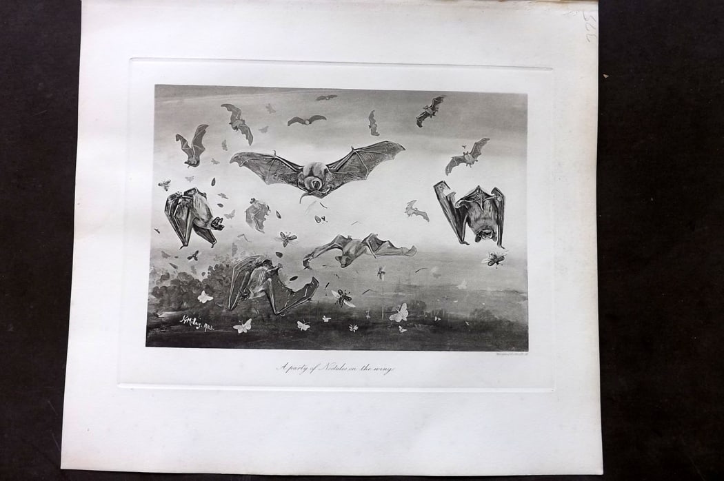 Millais, John 1904 Rare Folio Print. Bats - Party of Noctules on the Wing: Folio Photogravure Published 1904, London for "The Mammals of Great Britain and Ireland" by John Guille Millais. Illustrated by Archibald Thorburn, George Lodge and the Author. Rare - Limited Edition 