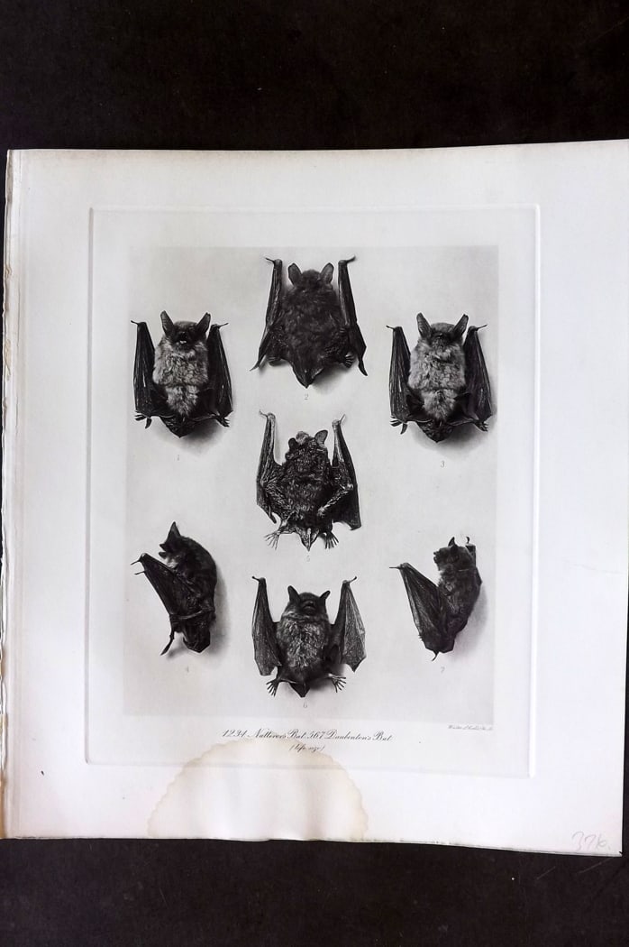 Millais, John 1904 Rare Folio Print. Bats - Natterer's Bat, Daubenton's Bat: Folio Photogravure Published 1904, London for "The Mammals of Great Britain and Ireland" by John Guille Millais. Illustrated by Archibald Thorburn, George Lodge and the Author. Rare - Limited Edition 