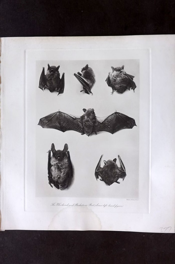 Millais, John 1904 Rare Folio Print. Bats - Whiskered and Bechstein's Bat: Folio Photogravure Published 1904, London for "The Mammals of Great Britain and Ireland" by John Guille Millais. Illustrated by Archibald Thorburn, George Lodge and the Author. Rare - Limited Edition 