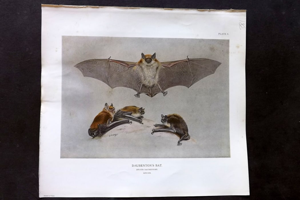 Millais, John 1904 Rare Folio Print. Bats - Daubenton's Bat: Folio Offset Lithograph Published 1904, London for "The Mammals of Great Britain and Ireland" by John Guille Millais. Illustrated by Archibald Thorburn, George Lodge and the Author. Rare - Limited Edi