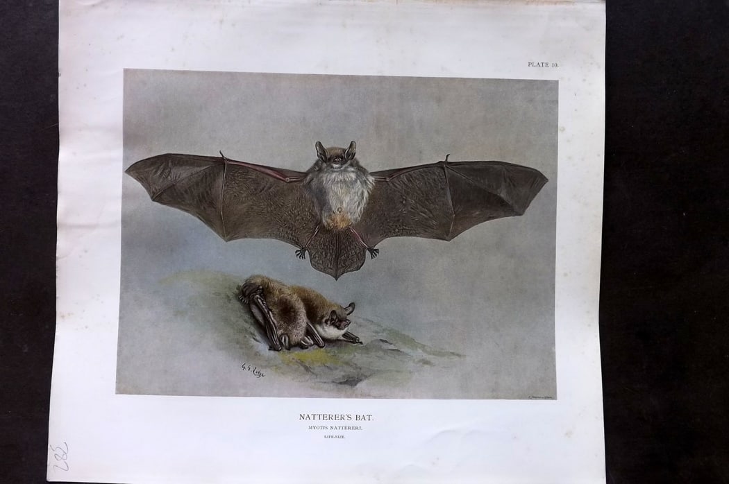 Millais, John 1904 Rare Folio Print. Bats - Natterer's Bat, Daubenton's Bat: Folio Offset Lithograph Published 1904, London for "The Mammals of Great Britain and Ireland" by John Guille Millais. Illustrated by Archibald Thorburn, George Lodge and the Author. Rare - Limited Edi