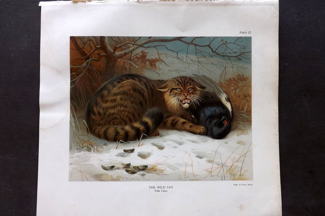 Millais, John 1904 Rare Folio Print. Wild Cat (1 of 1)